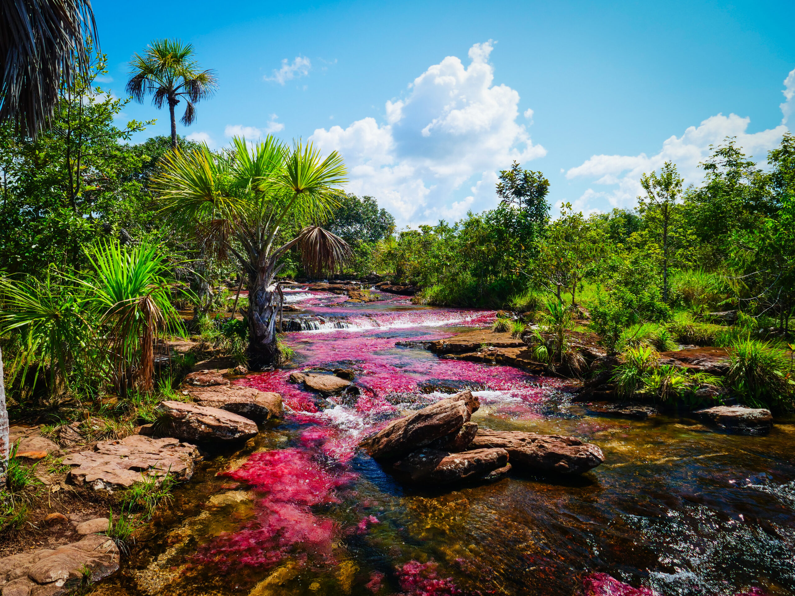 Caño Cristales, Colombia A Stunning River in South America Known as the ‘Liquid Rainbow’