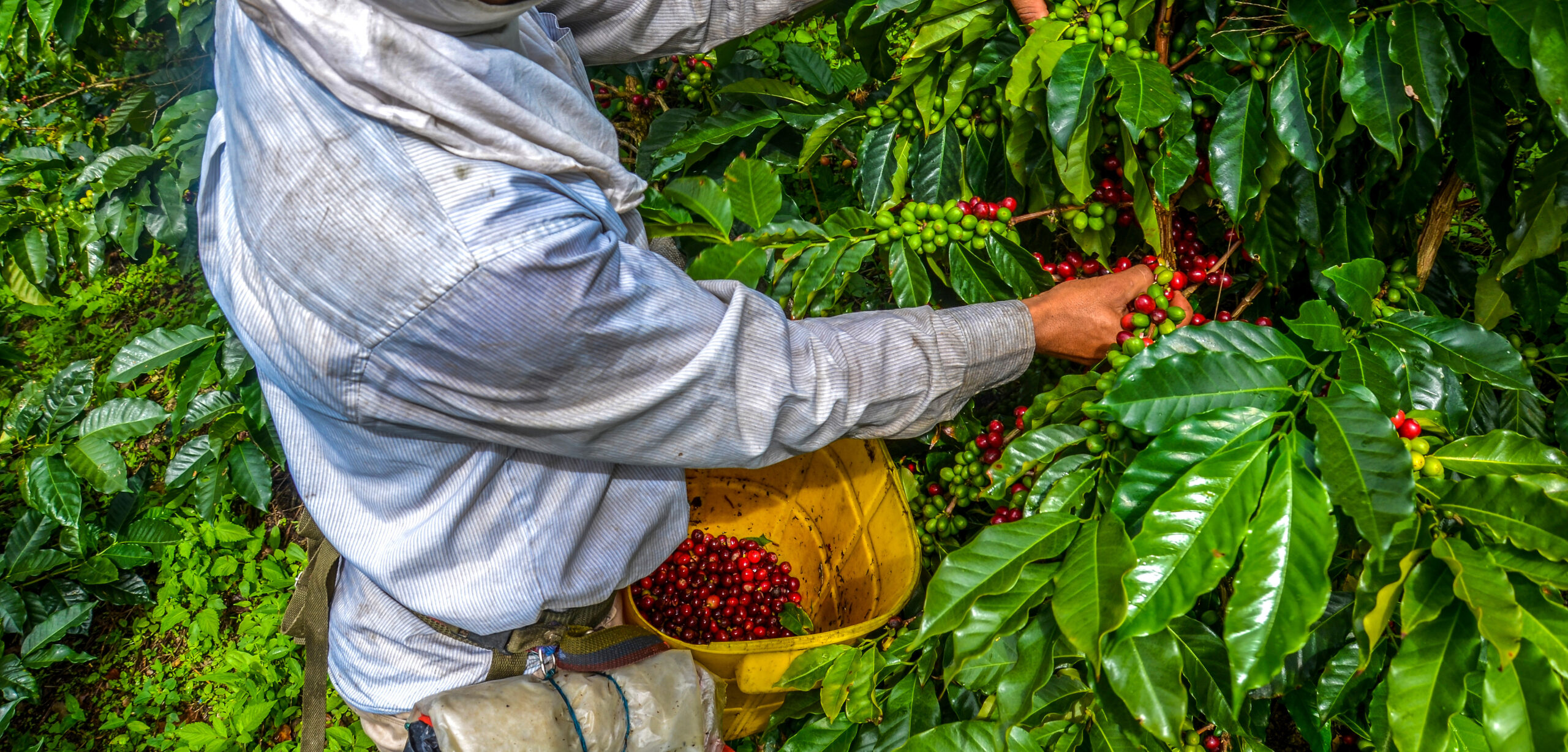 Farmer picking coffee beans