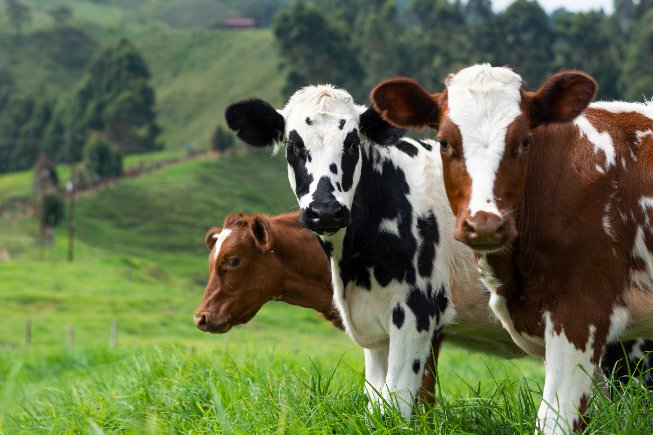 three cows